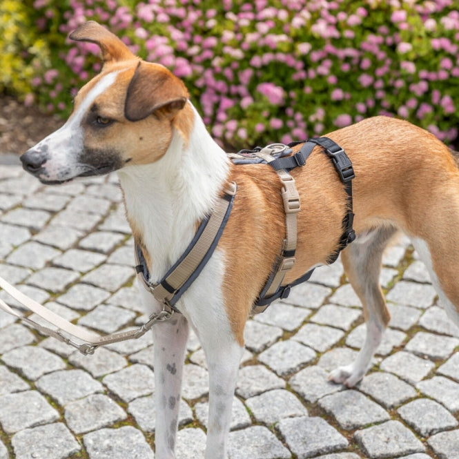 Trixie Panic Adapter Stay for Harnesses - S–M/38–57 cm