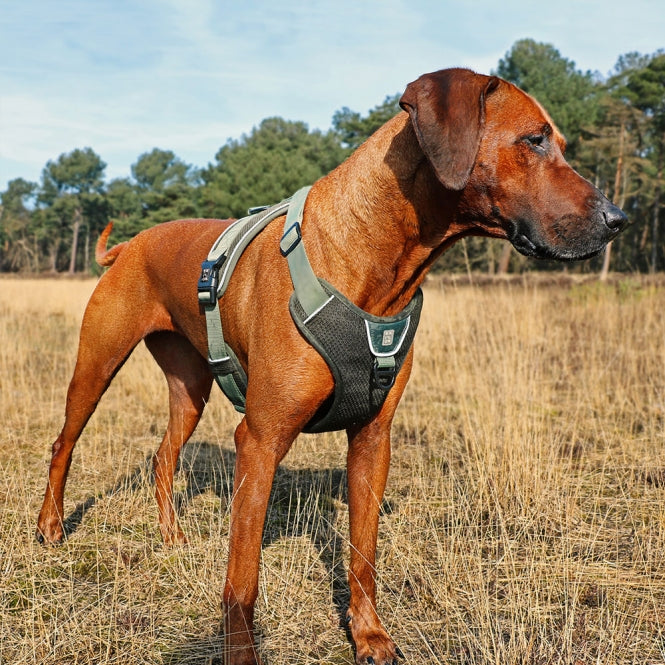 Duvoplus EXPLOR Ultimate Fit No-Pull Harness - Undercover Green
