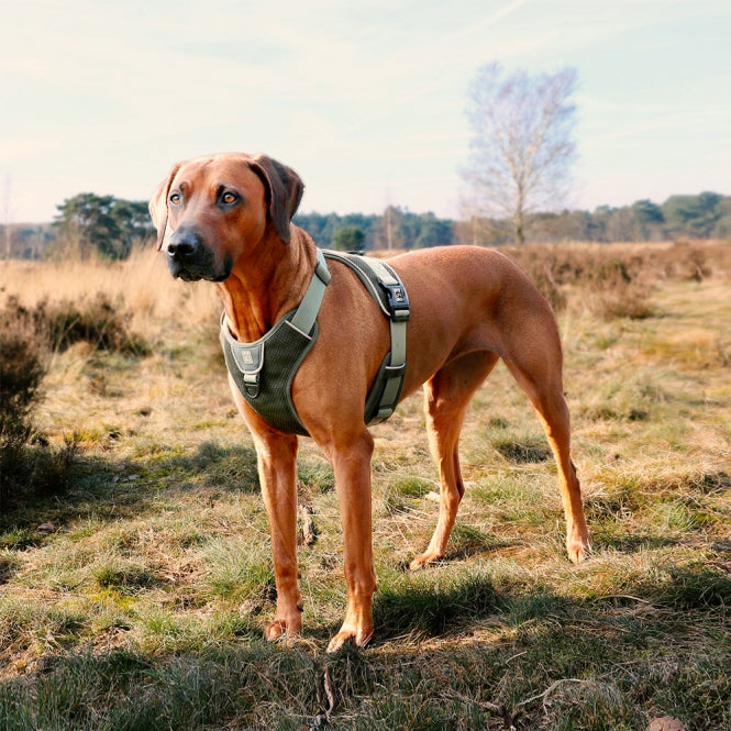 Duvoplus EXPLOR Ultimate Fit No-Pull Harness - Undercover Green