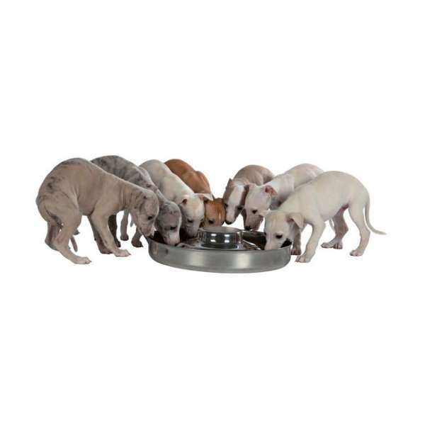 Trixie stainless steel puppy bowl