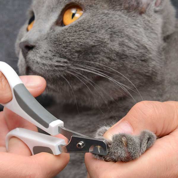 Catit brush set for short-haired cats