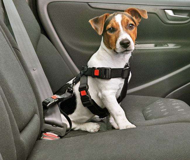 Karlie car seat belt