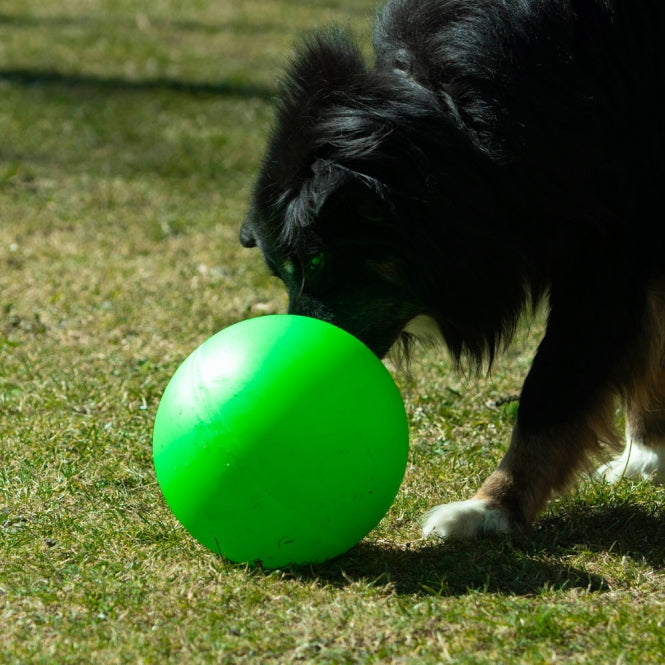 PROCYON Treibball Größe S - extra stabil