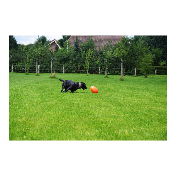 Dog Comets Pan-Stars Treibei