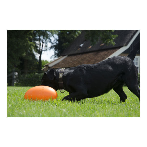 Dog Comets Pan-Stars Treibei