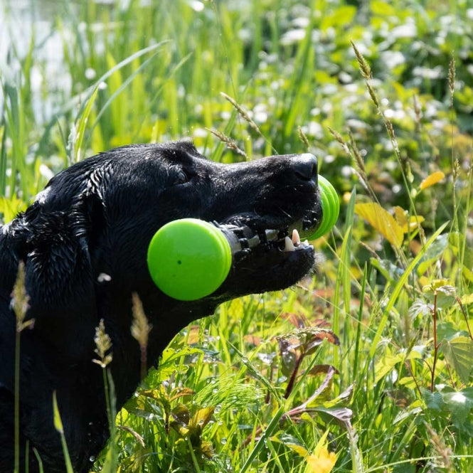 Dog Comets Meteor Wurfstock