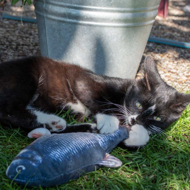 Robocat Carp - 30 cm