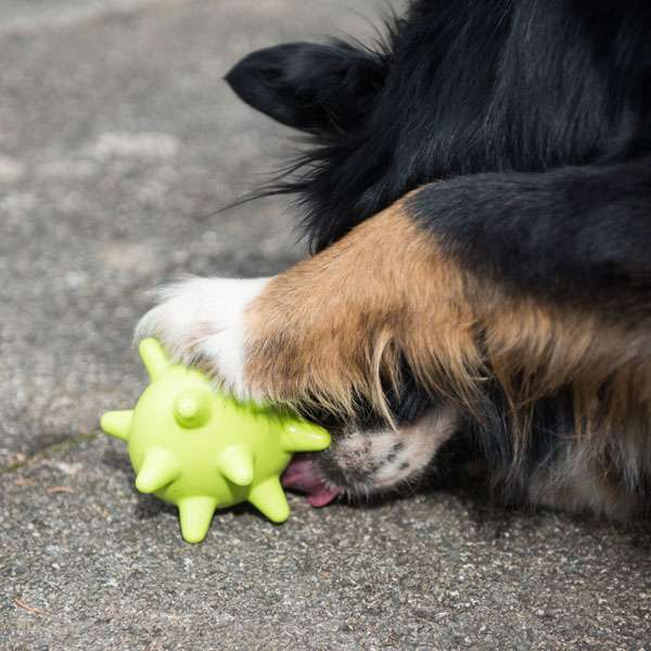 PROCYON TPR snack ball