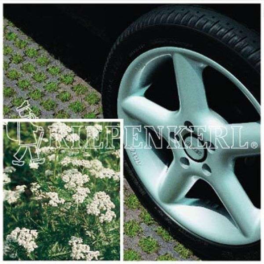 Kiepenkerl RSM 5.1.1 Parking Lot Lawn with 2 % Achillea 10 kg