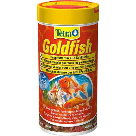Tetra Goldfish