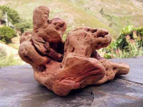 Torgas chewing root
