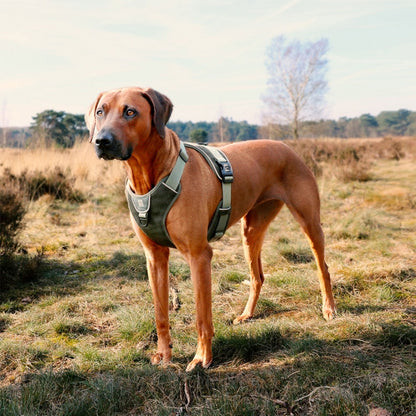Duvoplus EXPLOR Ultimate Fit No-Pull Harness - Undercover Green