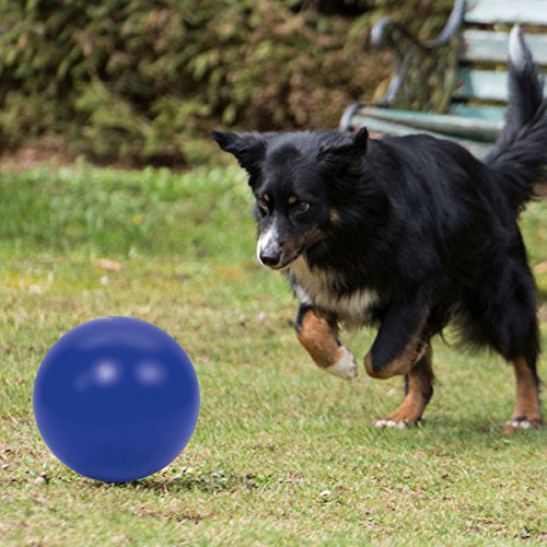 PROCYON Treibball