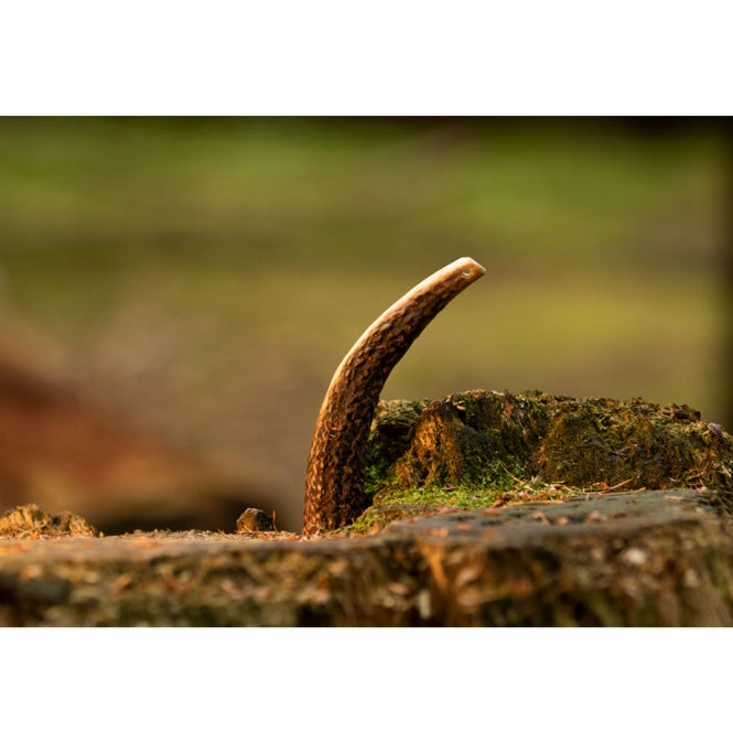 Viking Antler Hard red deer antlers