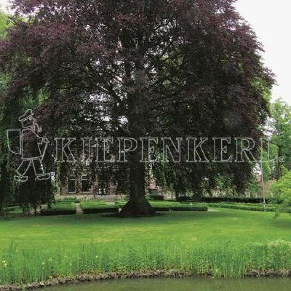 Kiepenkerl RSM 7.3.1 Landscape lawn wet areas 10 kg